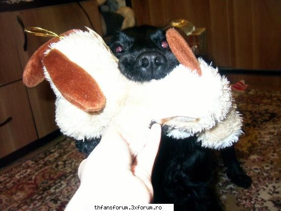 oki yo sam un doggy super dulce...e o fetitza o cheama cindy:d si are 7 ani...va pun si o poza cu